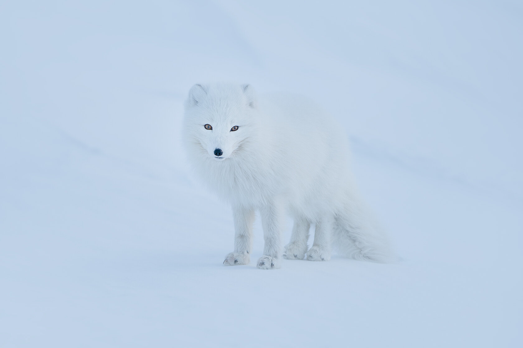 Arctic-beauty.jpg