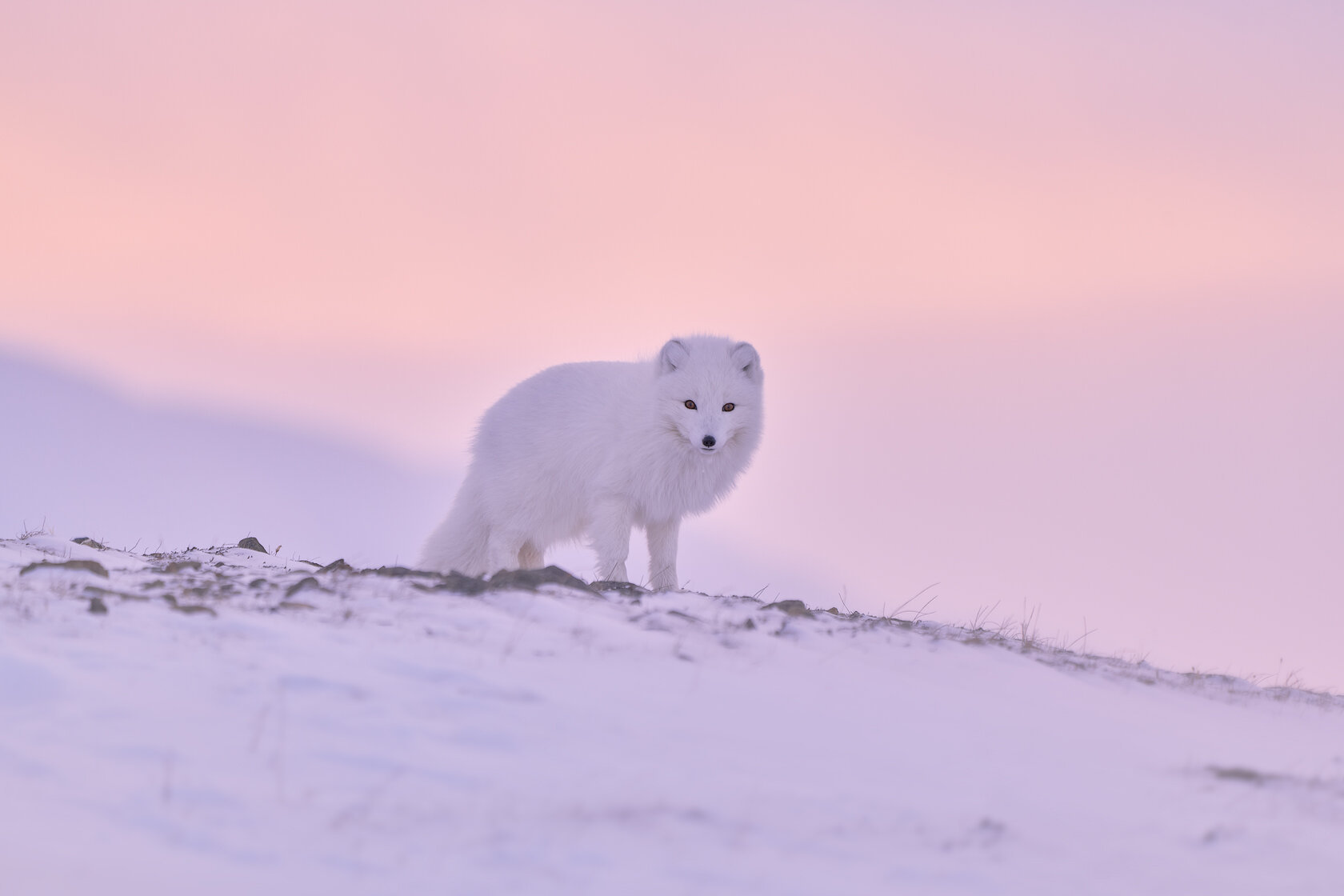 backlit-arctic-fox.jpg