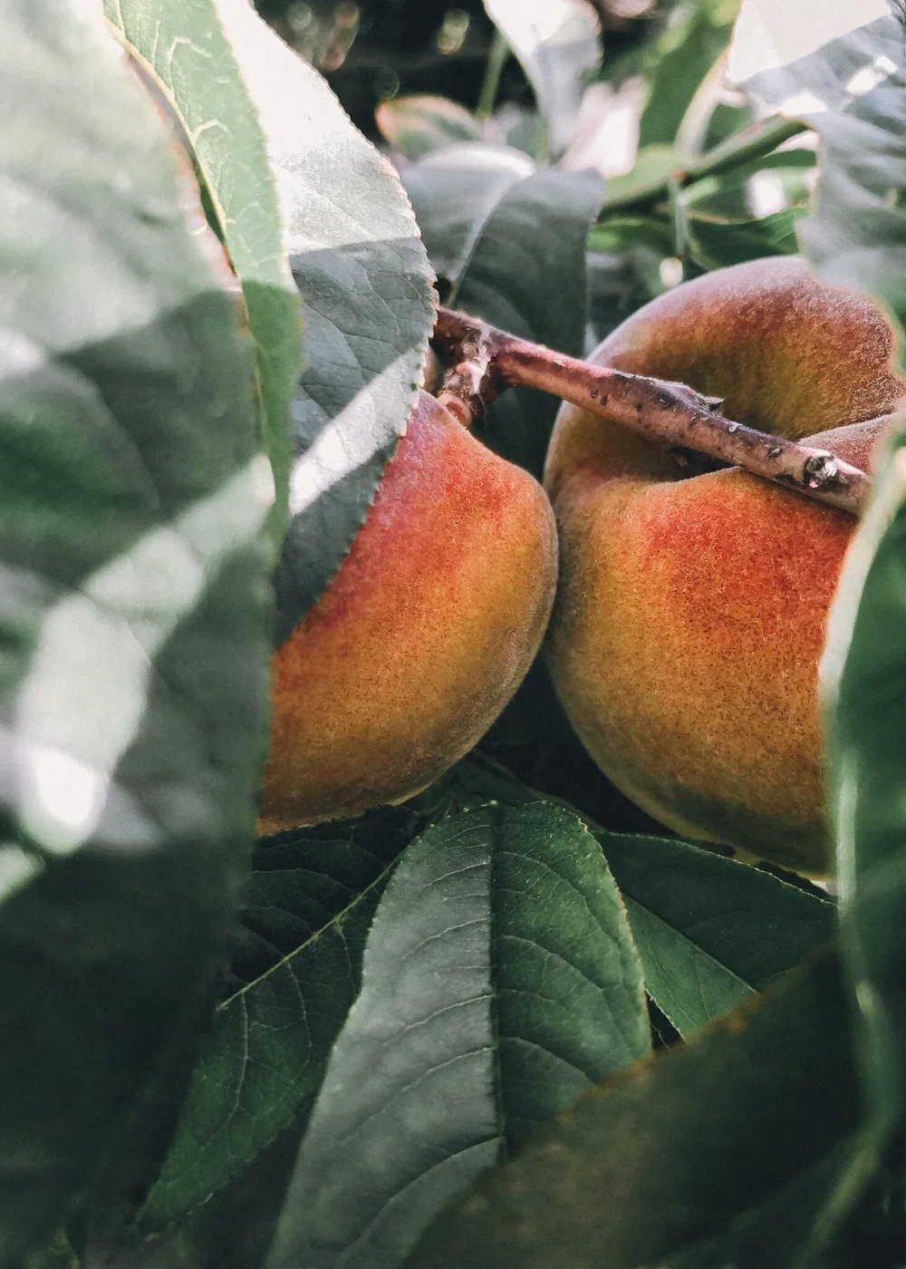 peach_together_2+copy.jpg.webp