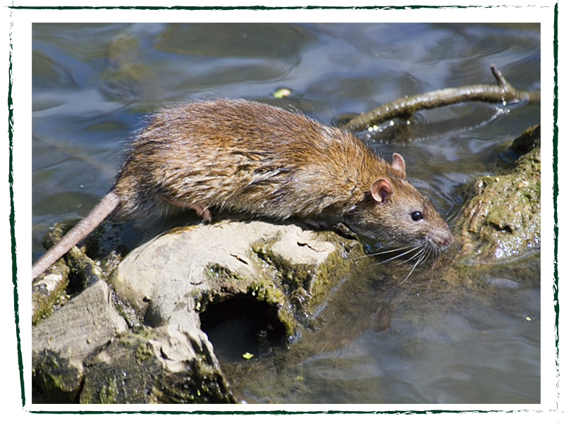Why Eradicate Rats — Te Korowai o Waiheke