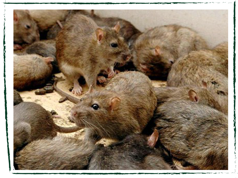 Why Eradicate Rats — Te Korowai o Waiheke