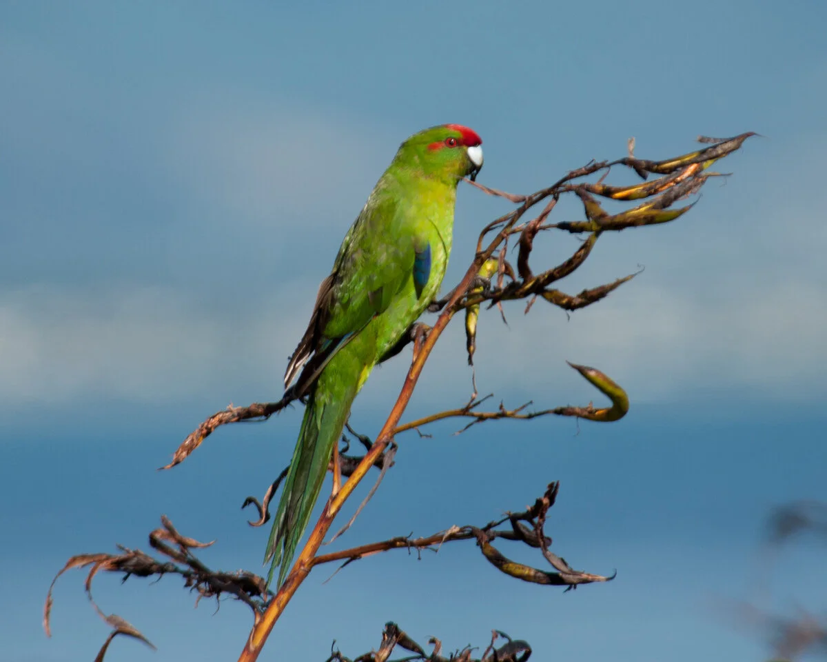 The return of the kākāriki — Te Korowai o Waiheke