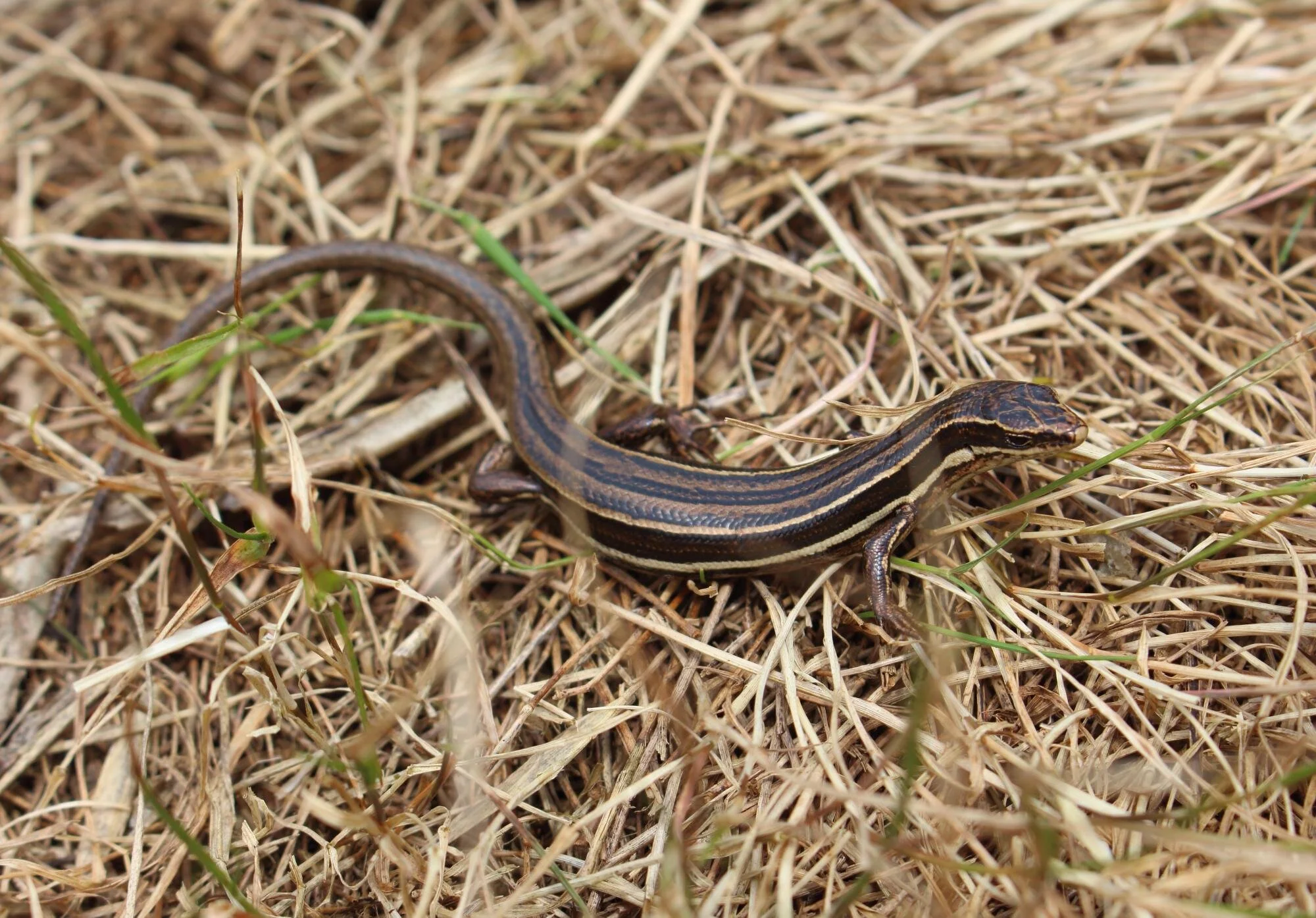 Geckos and skinks Jewels of the forest. — Te Korowai o Waiheke