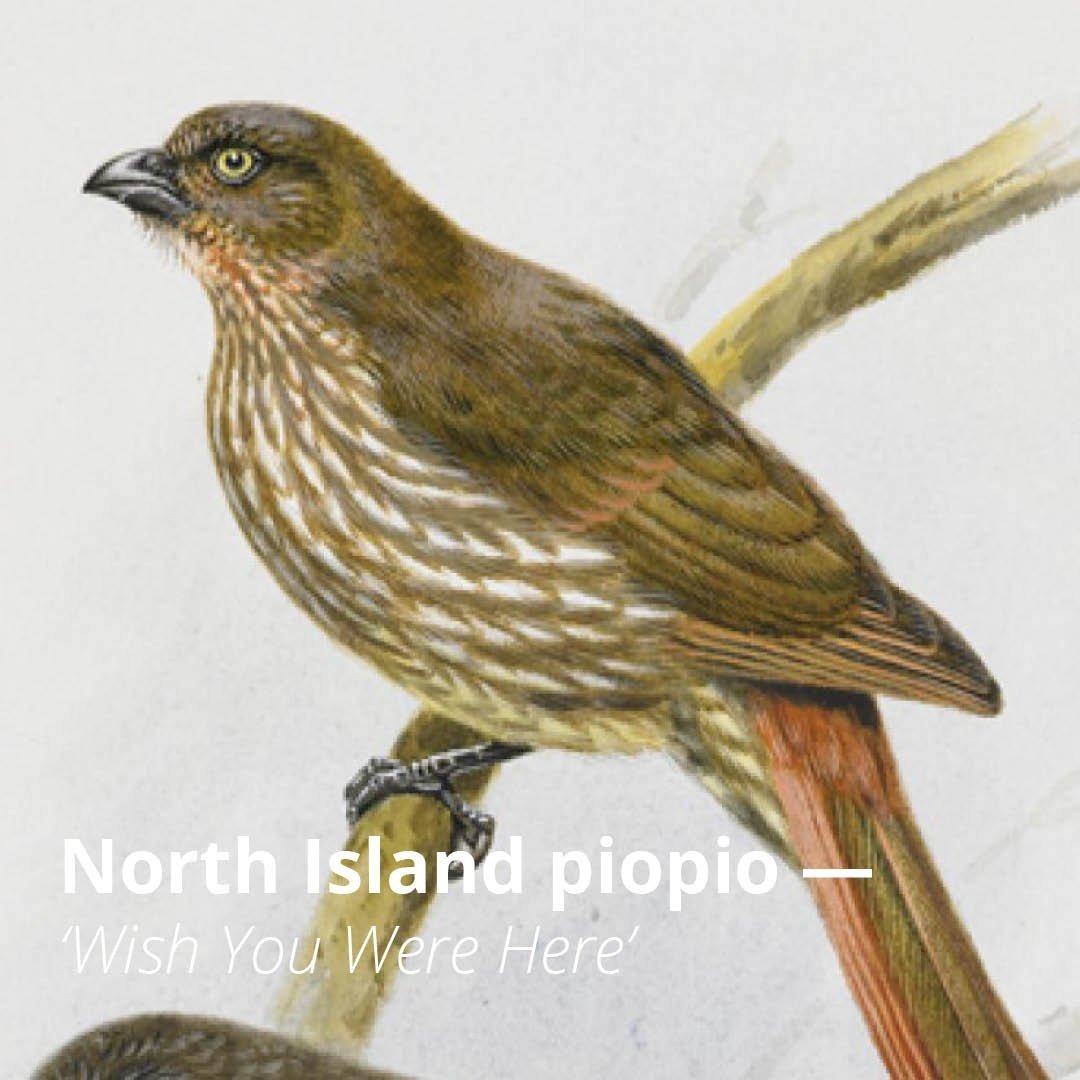 ExtinctSpecies-23-North+Island+piopio.jpg