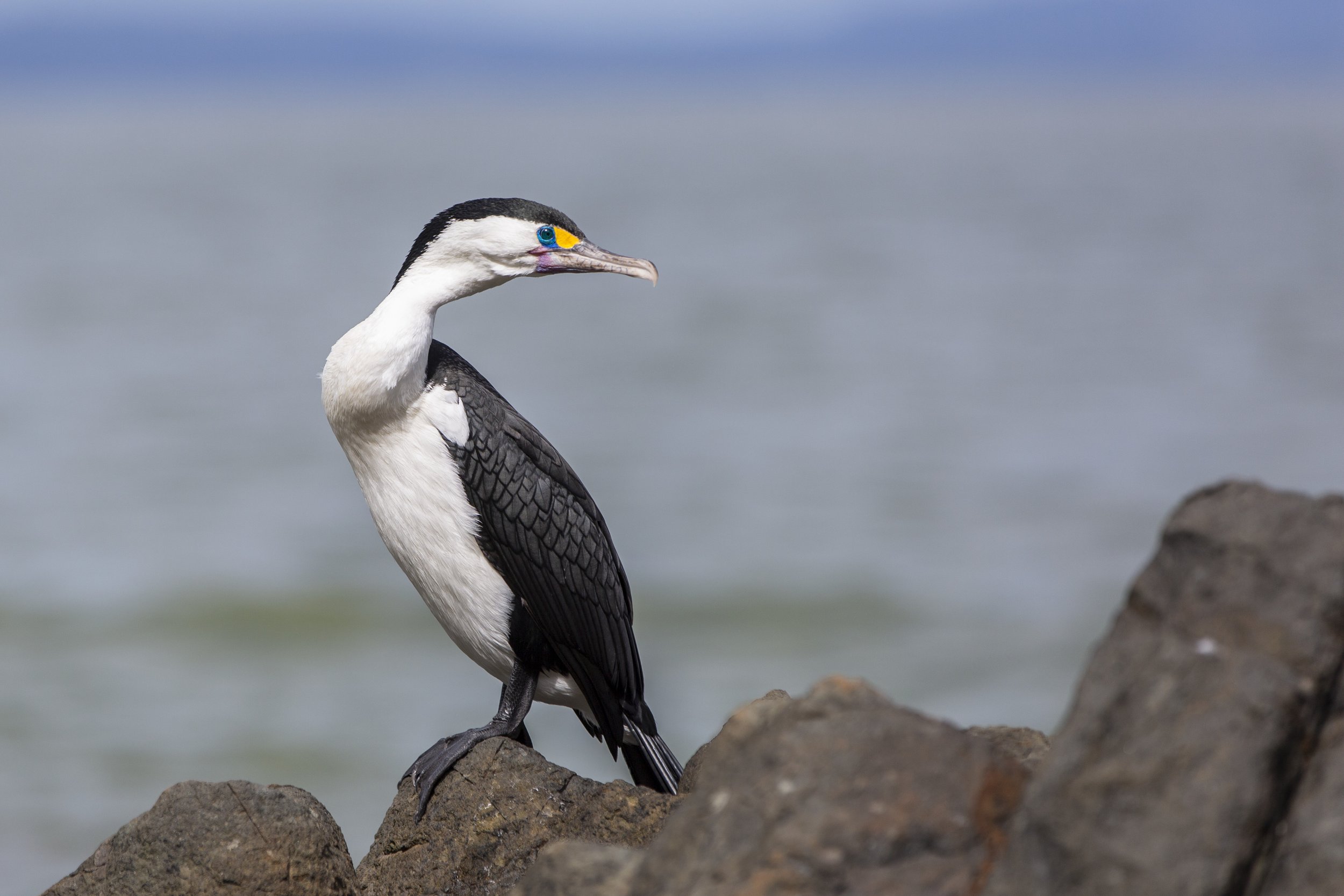 What Is The Difference Between a Shorebird and a Seabird? — Te Korowai