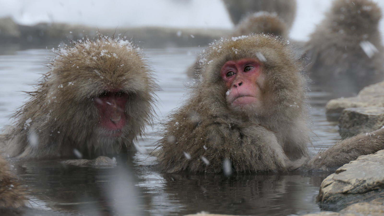 WAZA Travel Glossary