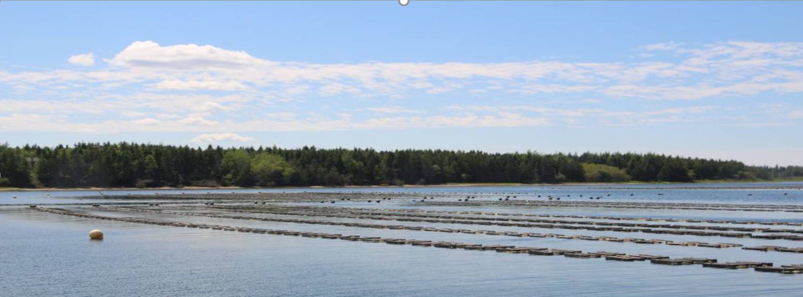 Friends of Antigonish Harbour