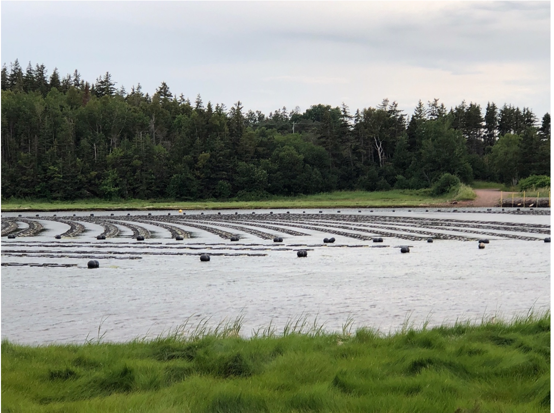 small field of oyster floats.PNG
