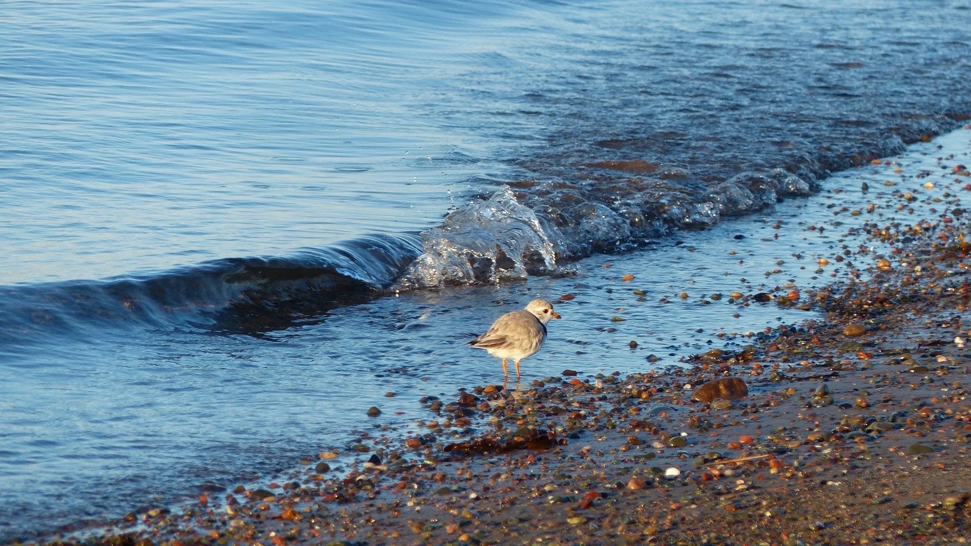 Prioritizing Plovers