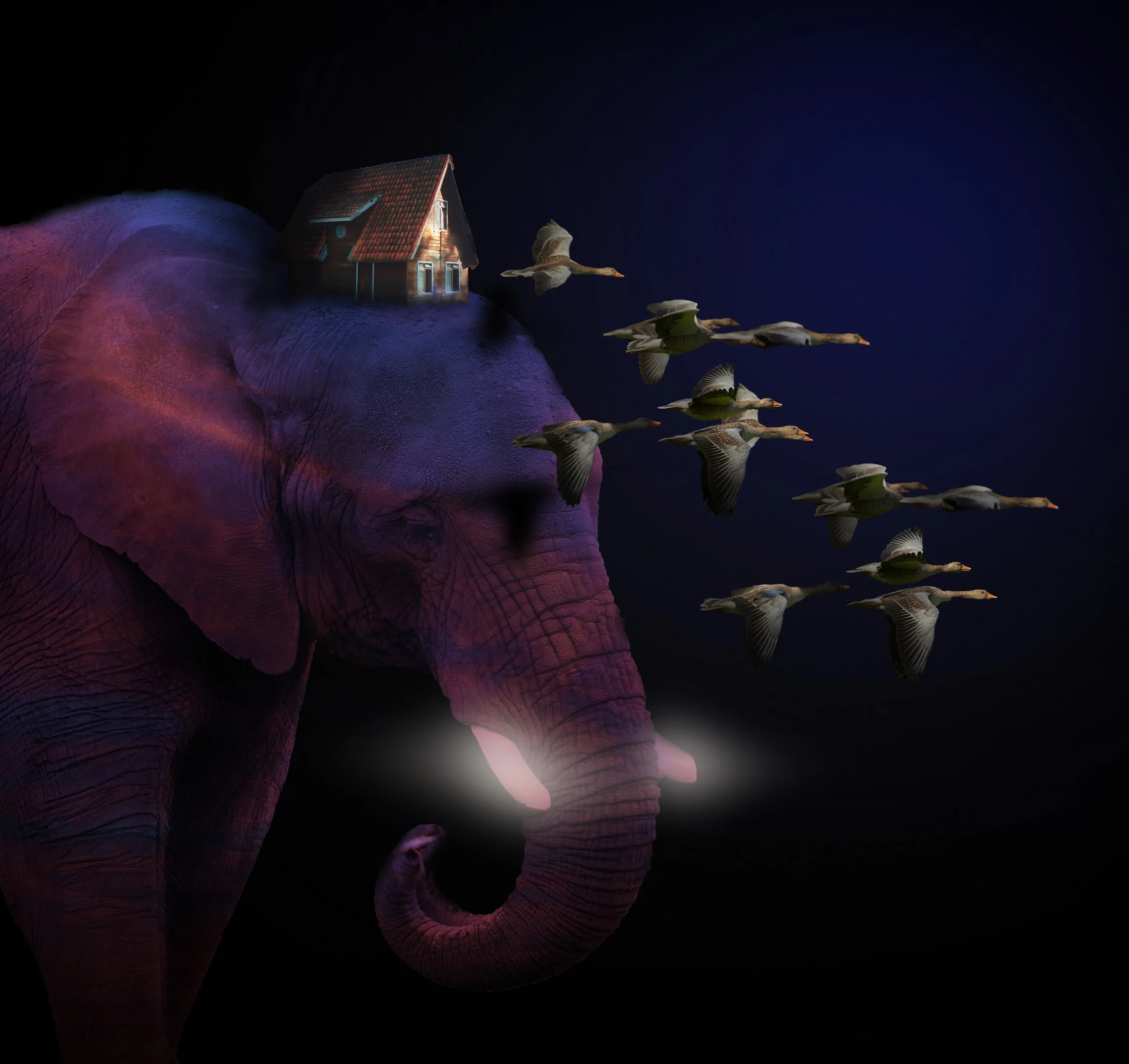 Elefante.jpg