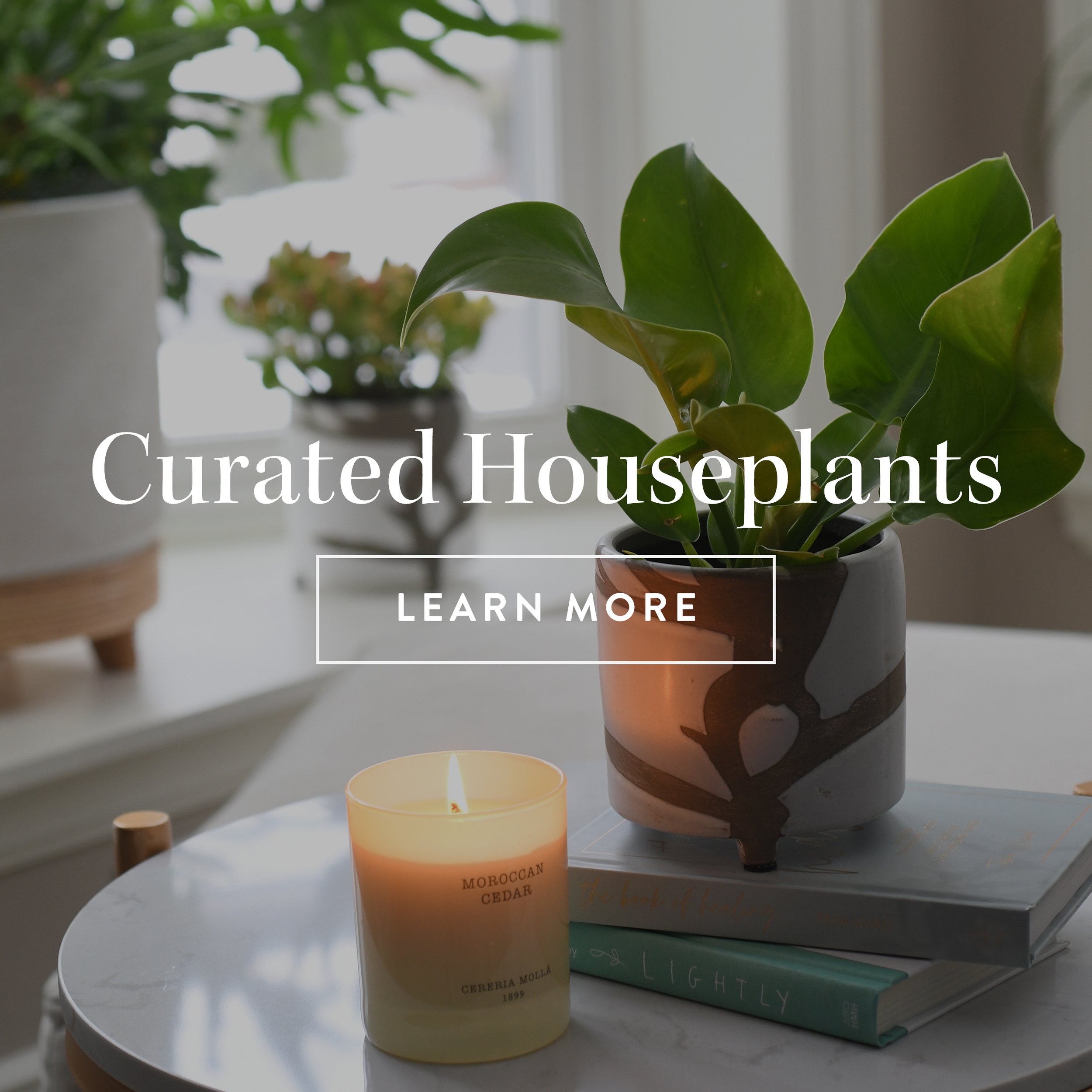 Curated Houseplants.jpg