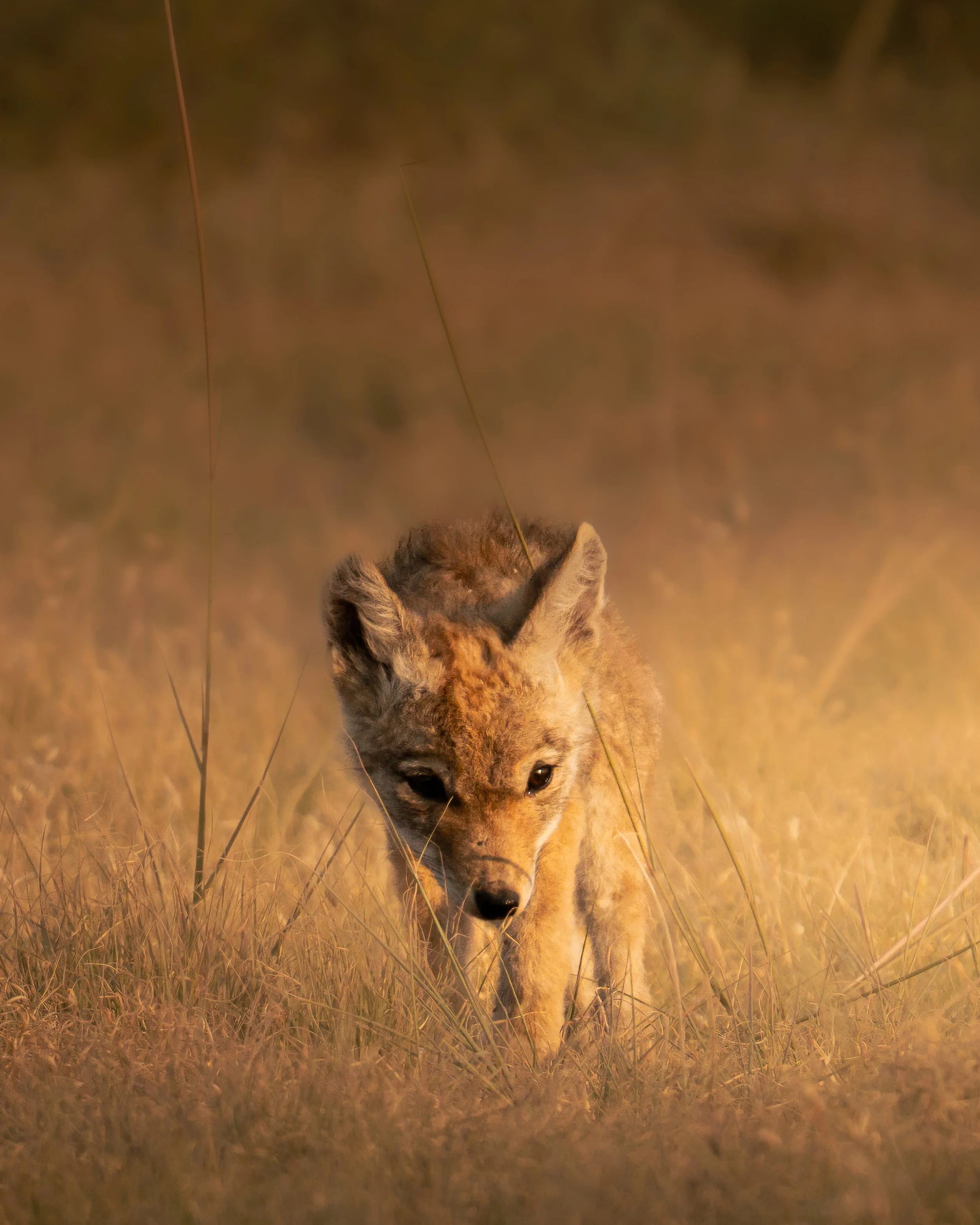 _DSC6996-gigapixel-standard v2-4x.jpg