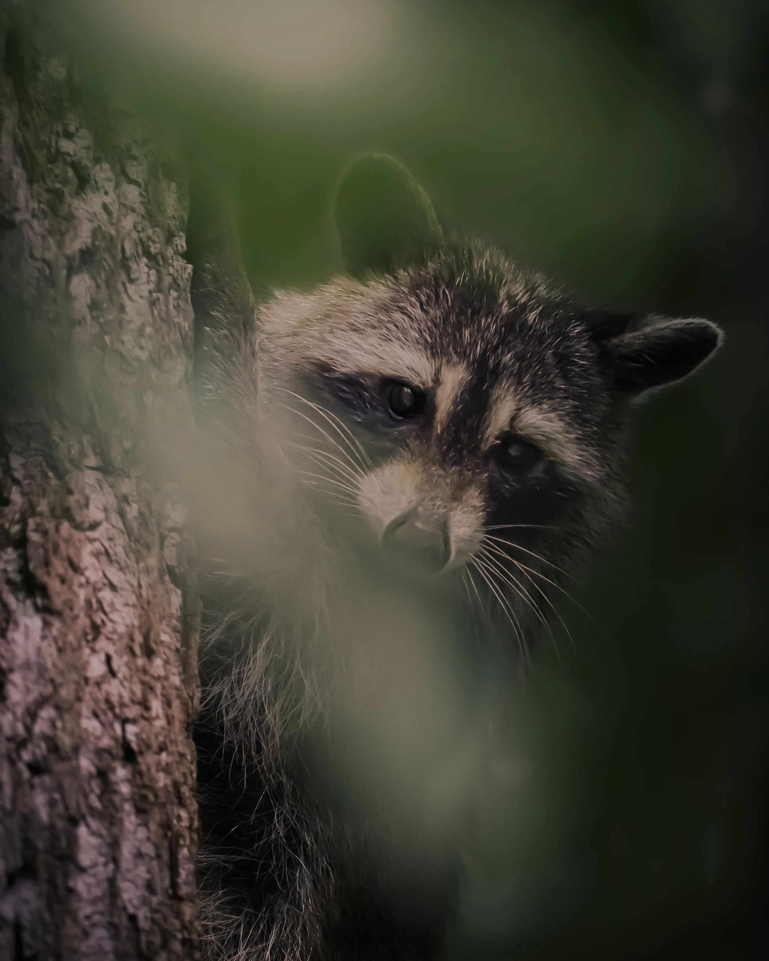 peekaboo.jpg