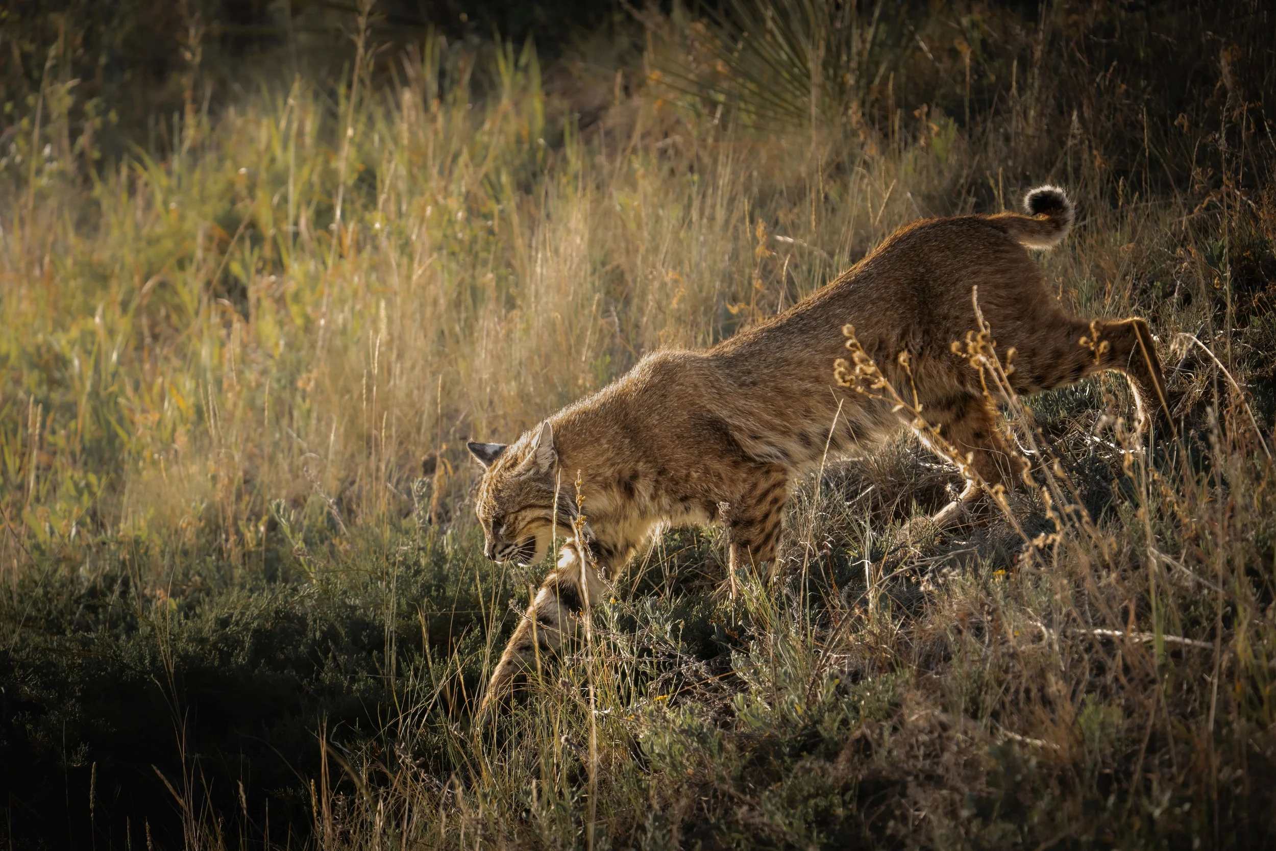 bobcat 80%.jpg