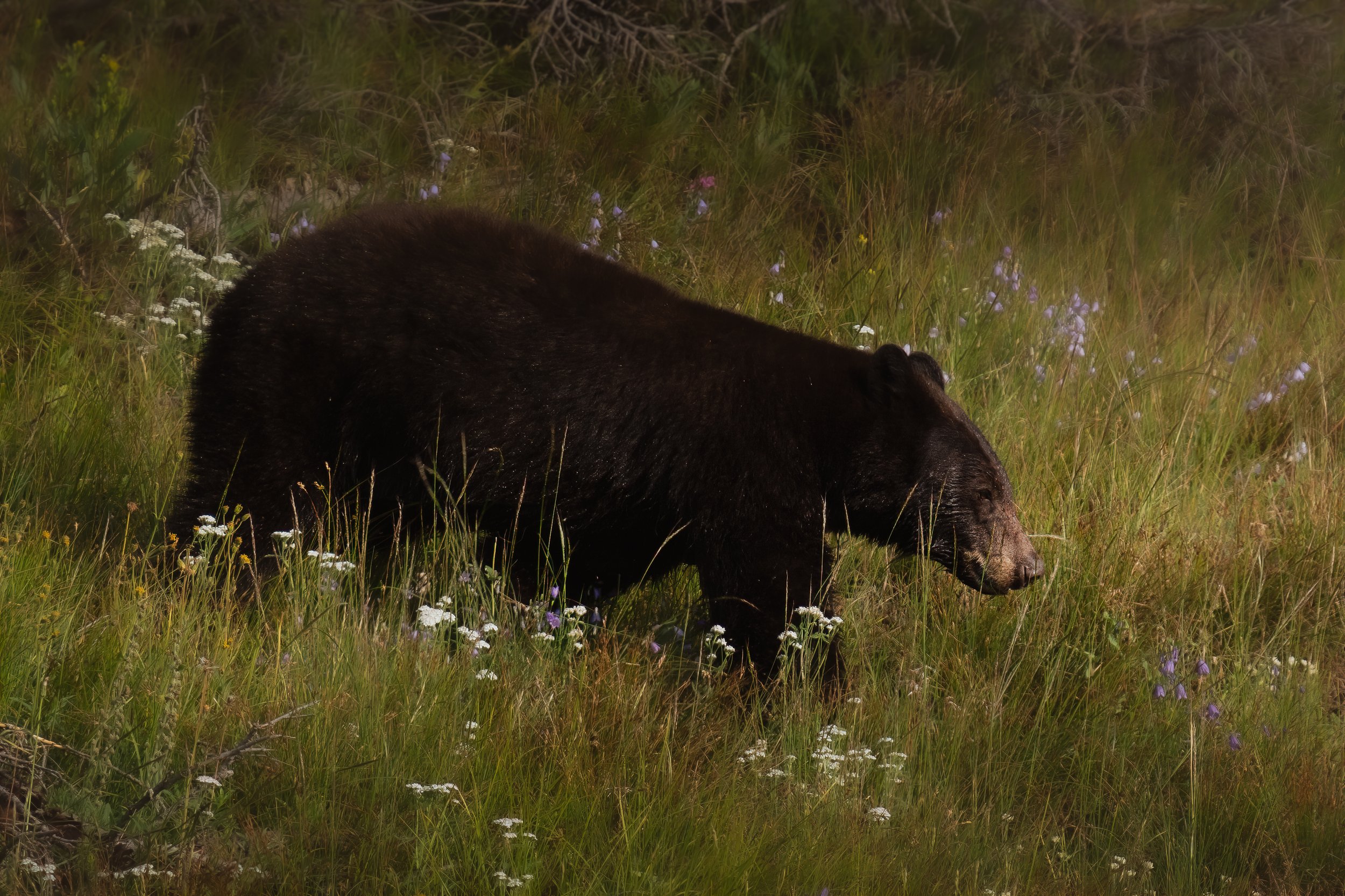 _DSC8720-Edit.jpg