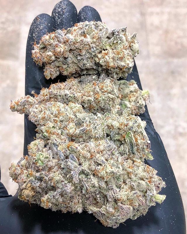 What&rsquo;s your favorite strain of all time?!⁣
⁣
Strain: MAC - Hybrid, this strain comes from the Girl Scout Cookie lineage, specifically Star fighter X Alien Cookies X Colombian Gold. 🐼 #phatpanda #topshelf #capscut