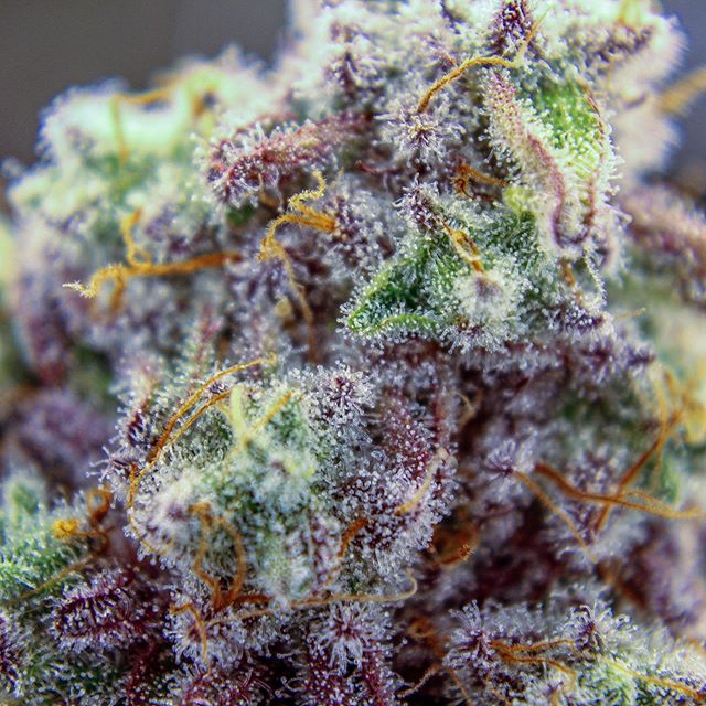 What&rsquo;s your favorite thing about the MAC?!⁣⁣
⁣
Miracle Alien Cookies aka &ldquo;MAC&rdquo; - Hybrid, this strain comes from the Girl Scout Cookie lineage, specifically Star fighter X Alien Cookies X Colombian Gold. ⁣
⁣⁣
Macro photos taken of Mi