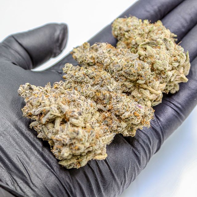 Point Break - Hybrid, this strain is an uplifting and euphoric strain that offers plenty of energy and invigoration, and a blast of mood enhancement and body buzz.⁣
⁣
Cultivated by us @phatpanda | Bred by @surfrseeds 🐼 #phatpanda #topshelf