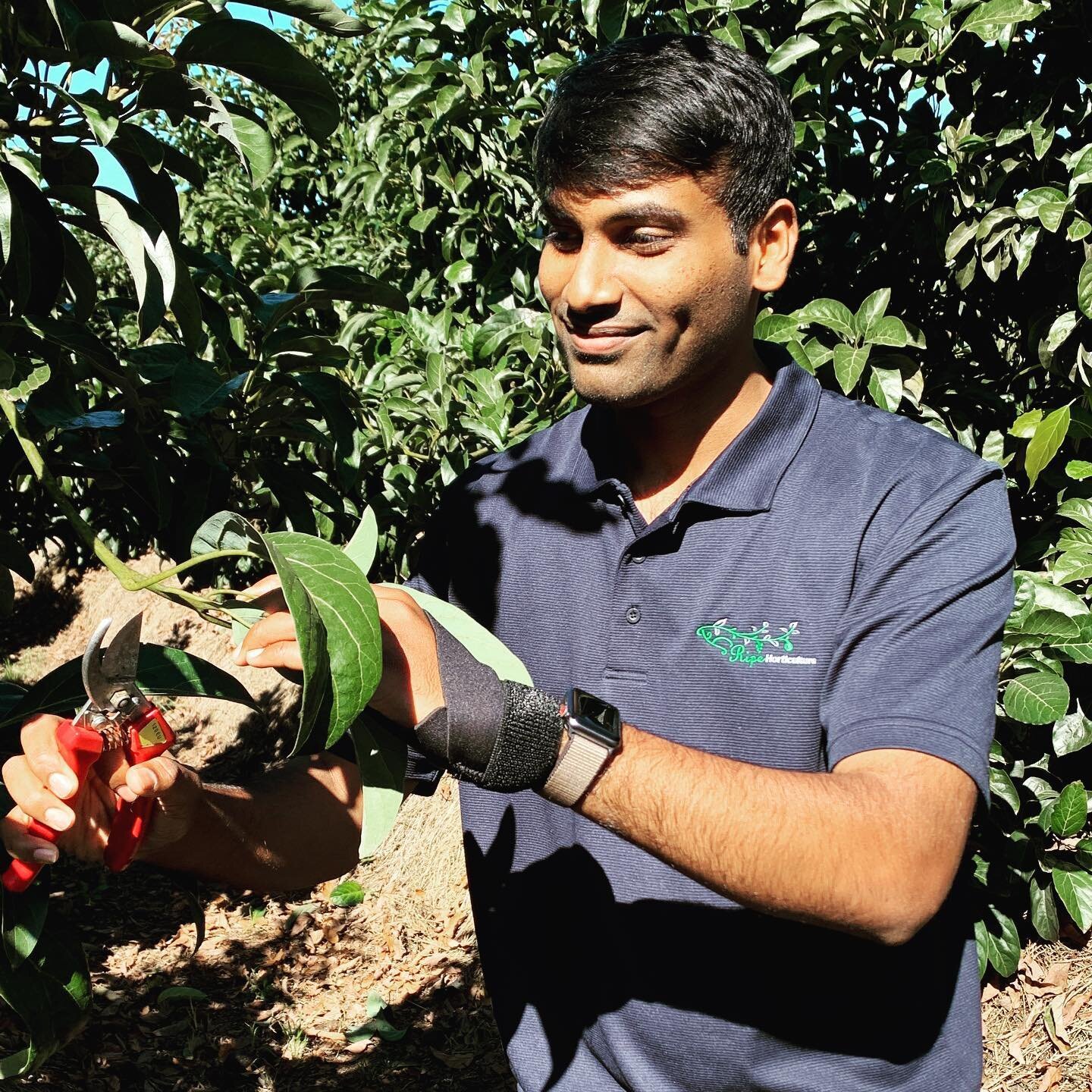 A huge welcome to our newest team member- Sandeep, aka Sandy!
.
Sandy has thrown himself headfirst into all things horticulture 🥑🐝🌳💧 A very talented agronomist who lives and breathes plants, he has a Masters in AgScience and we are so excited tha