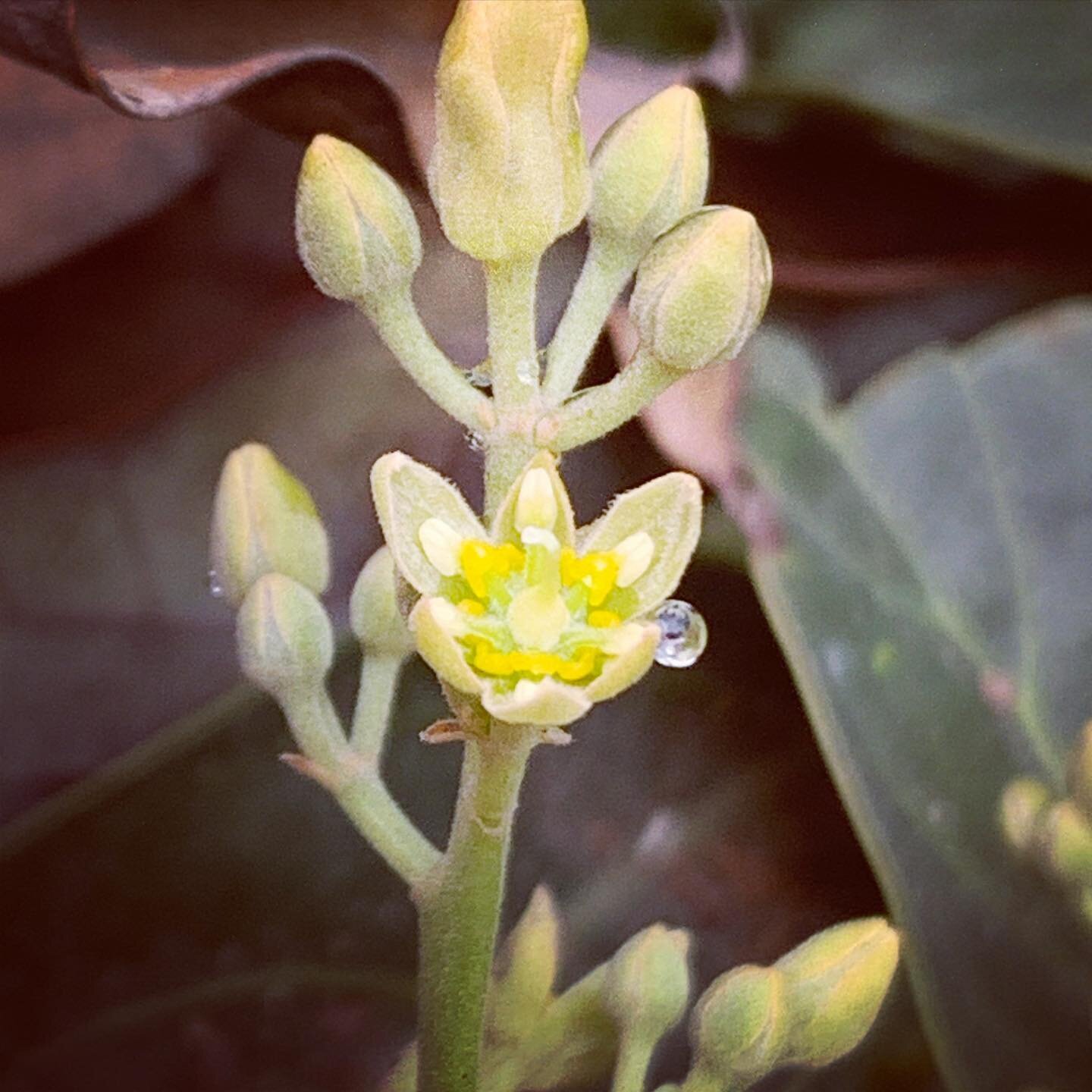 Avocado flowers crying with laughter at how amazing the weather is in Bundaberg right now! 🥑 😎 

#humidity #sunshine #bundaberg #pollination #agriculture #agricultural #horticulture #agronomy #agronomist #agronomia #avocado #aguacate #hass #queensl