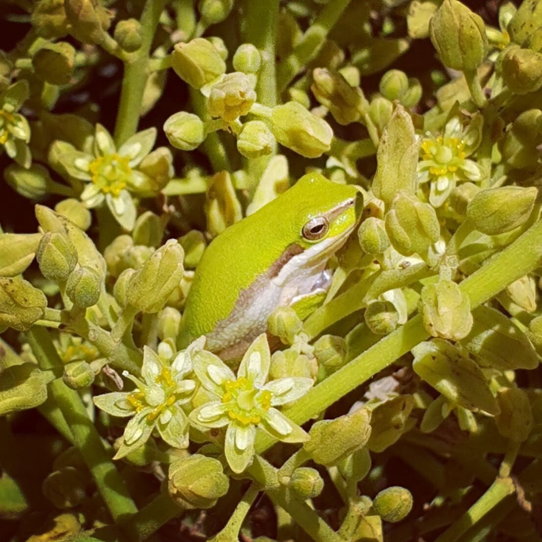 Hanging out for a morning snack! 
🐸 🥑 

#avocado #flower #flowering #pollination #insects #orchards #hass #femaleflowers #fruitset #production #queensland #farm #farming #ripehorticulture #bundaberg #ipm #agronomy #agronomist #treefrog #greentreefr