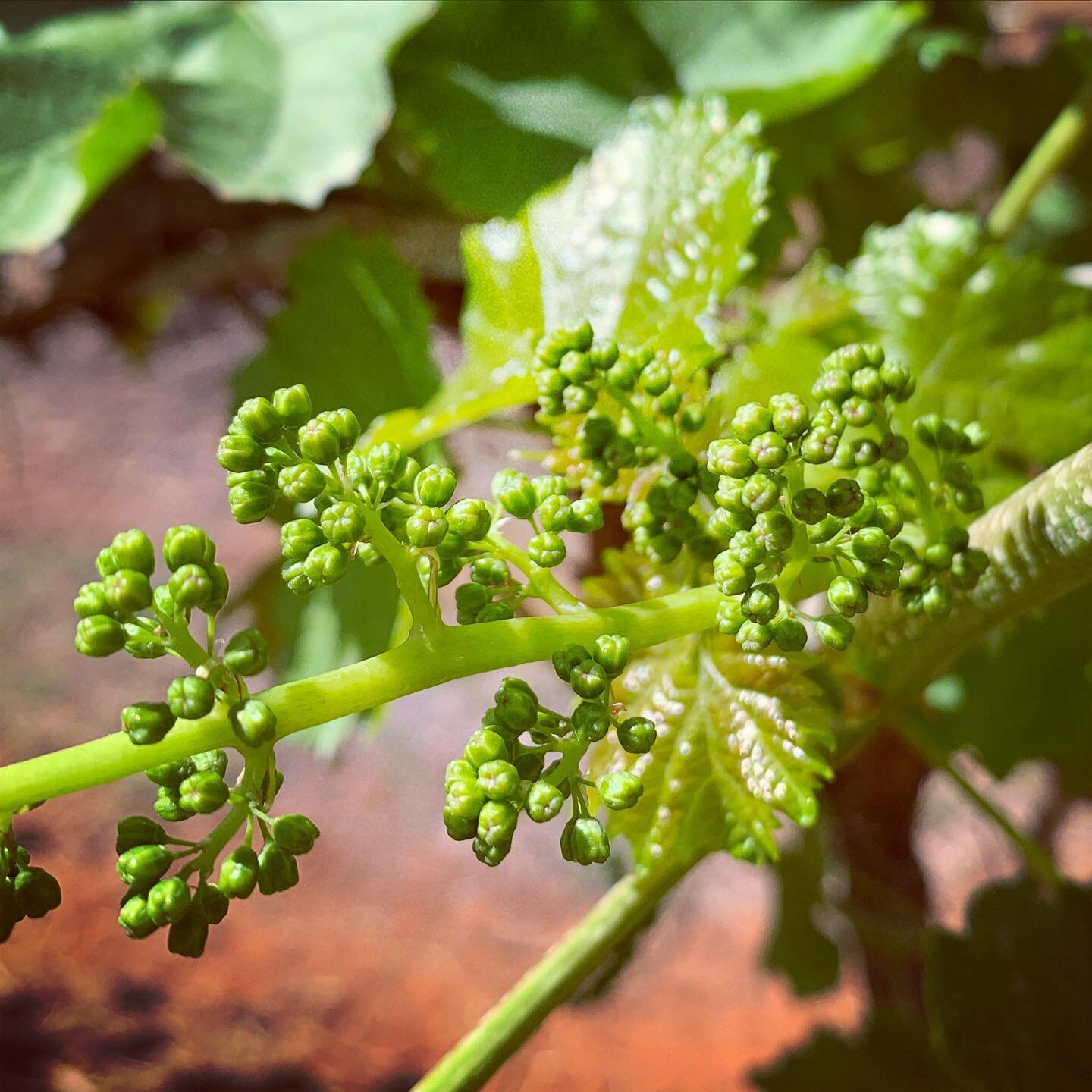 Check out these Table grape bunches forming, tiny grape flowers swelling up and getting ready to flower. 
🍇
#tablegrapes #australia #queensland #irrigation #export #fruit #agronomy #ripehorticulture #quality