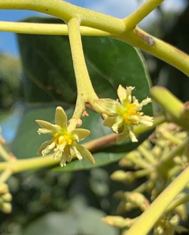 Avocado Flower Trivia continues!
Some more enthralling facts - this time about Male avocado flowers: 

🥑.

Male avocado flowers are the dominant flowers, so when conditions aren&rsquo;t &ldquo;ideal&rdquo; for Fruit set, they will only be male- No f