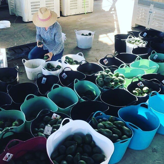 Weighing, counting, data analysis- social distancing while geeking it up!  Another trial being analysed. Thanks @dandyproduce for being a good sport! 🥑👏
#ripehorticulture #trial #datacollection #horticulture #agronomy #agronomist #spreadsheets #avo