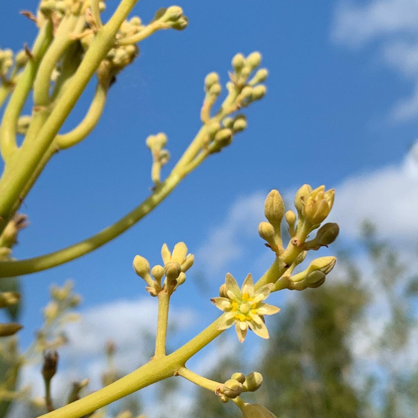 Avocado Flower Trivia! 
-read below for enthralling Avo flower facts!

🥑.

The avocado flower contains both male &amp; female parts. 

🥑.

The same flower will Open as a female, for roughly 3hrs, then close, opening the next day as male! 

🥑.

For