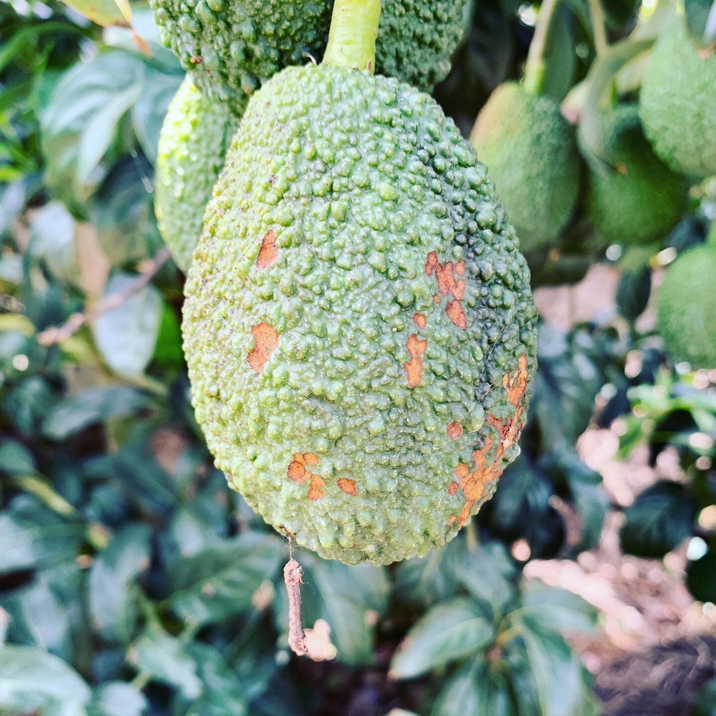 Well it appears #socialdistancing isn&rsquo;t occurring In the Lepidoptera world- business as usual for loopers &amp; caterpillars in the #avocado orchard, regardless of #covid19

Will have to implement some tougher restrictions to keep these under c