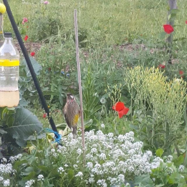 Our garden is home to many native #birds including this Wattlebird enjoying the flowers on someone's plot this afternoon.
#vpcg #victoriapark #comegrowwithus #birdsofinstagram