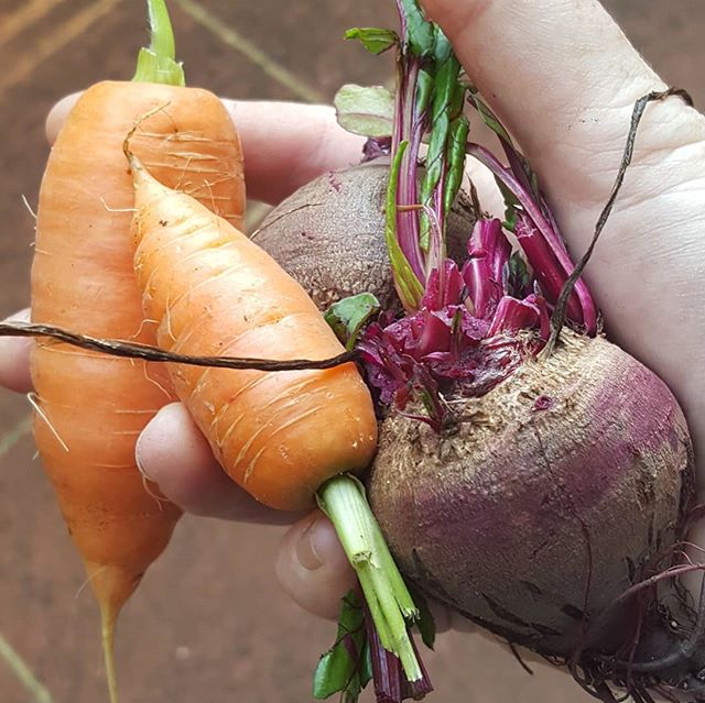 Some baby veg picked for roasting tonight. Scraps will go in the worm tower
#urbanfarming #vermiculture #vicpark #victoriapark #comegrowwithus