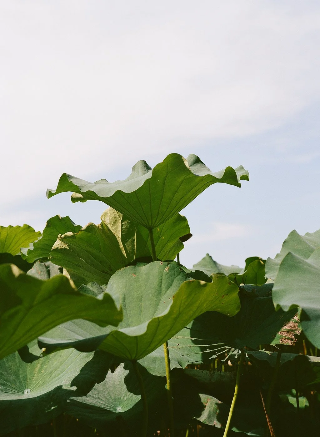 000020580005 kopi.jpg