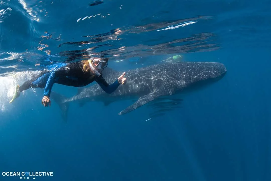 A Whale Shark of a Time! - The West Australian 