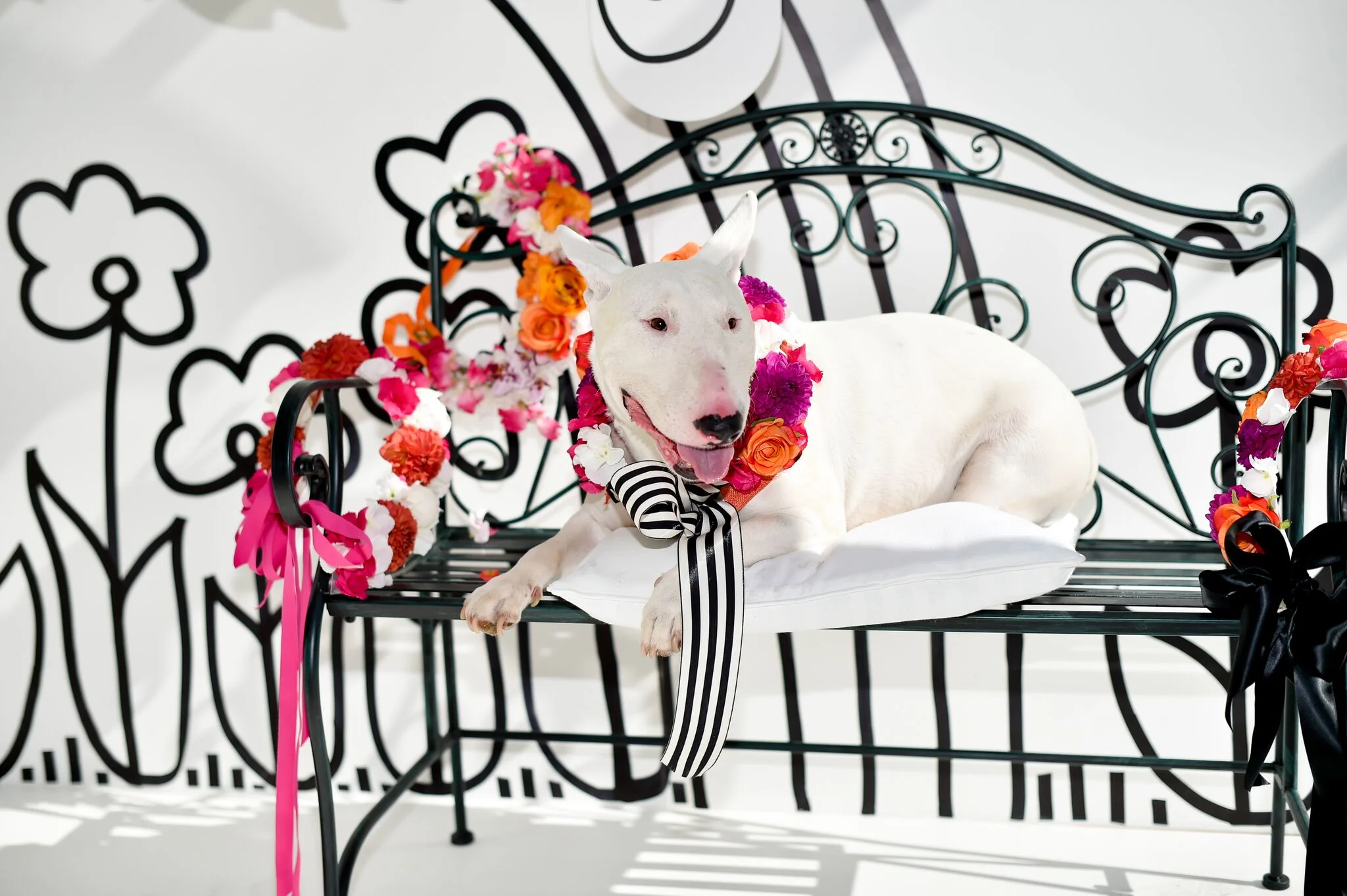 Jimmy Choo Dog Party