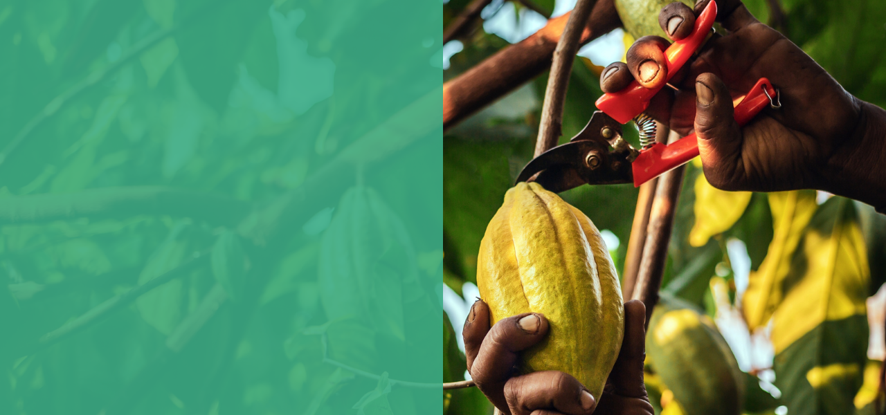 National project page banner 4 Indonesia.png