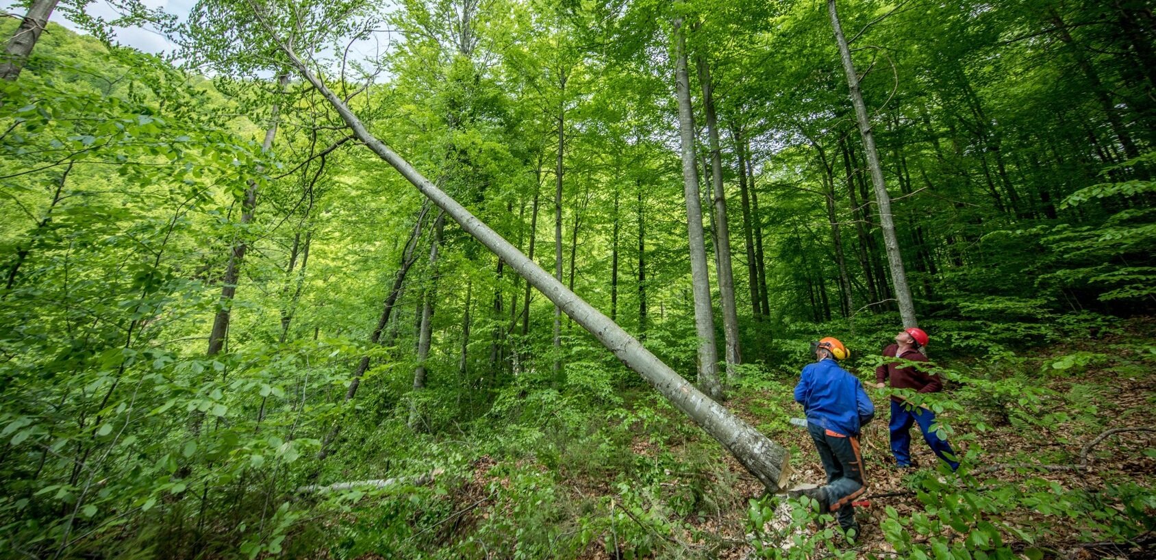 romania+FSC+grism.jpg