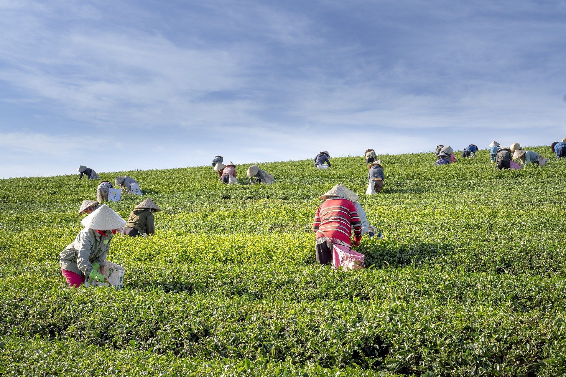tea-4136332_1920.jpg