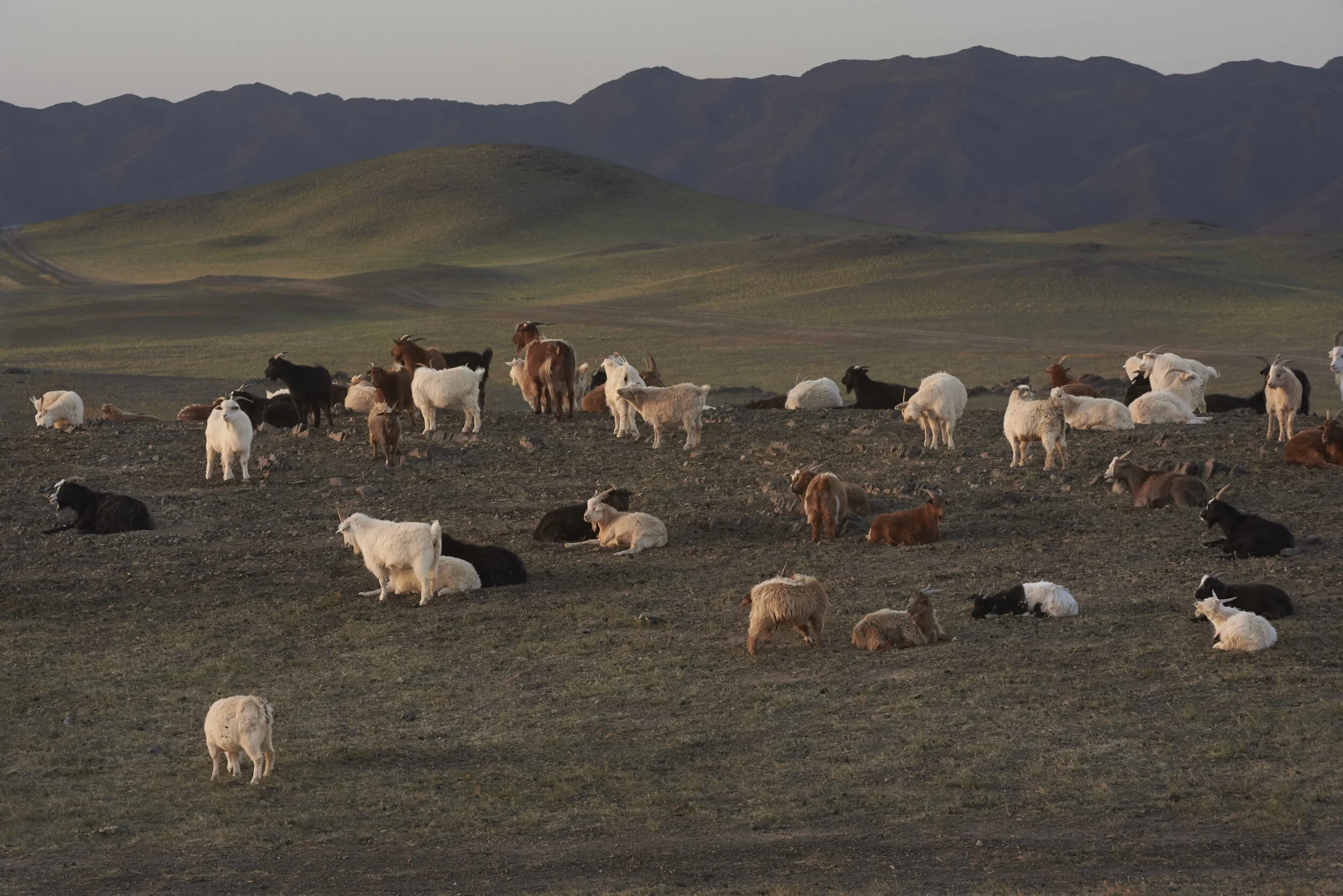 Kering’s action on sustainable cashmere production in Mongolia