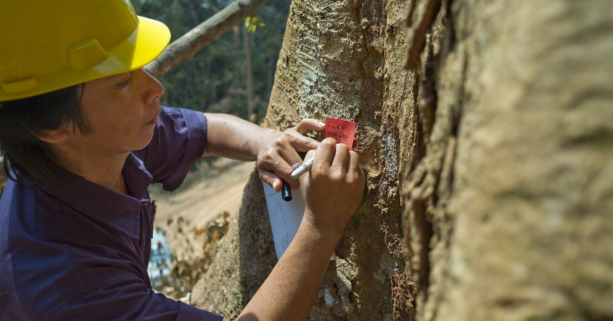 International Paper conserves forest biodiversity and carbon