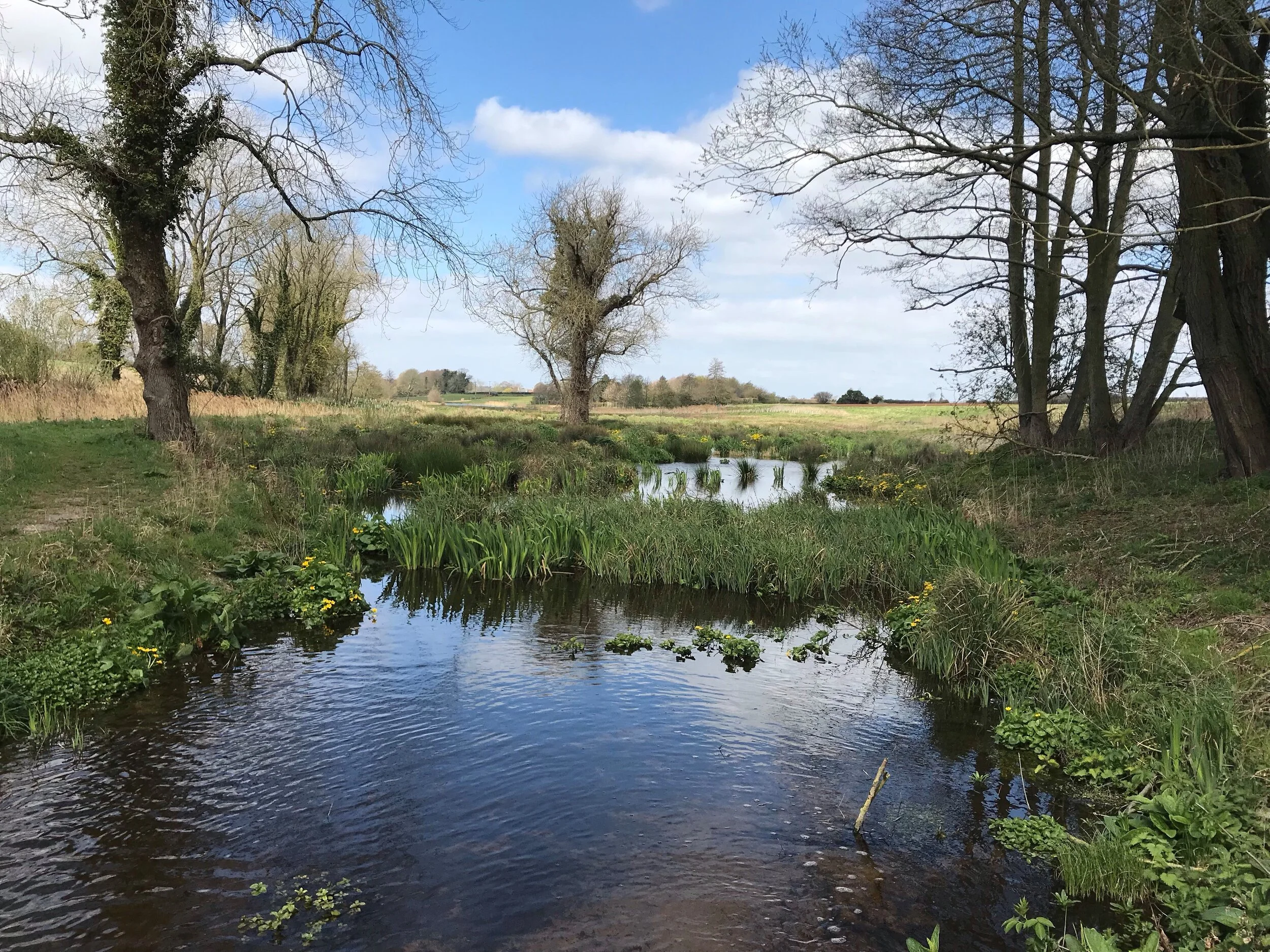 Anglian Water’s investment in natural solutions: a win-win for nature and business 