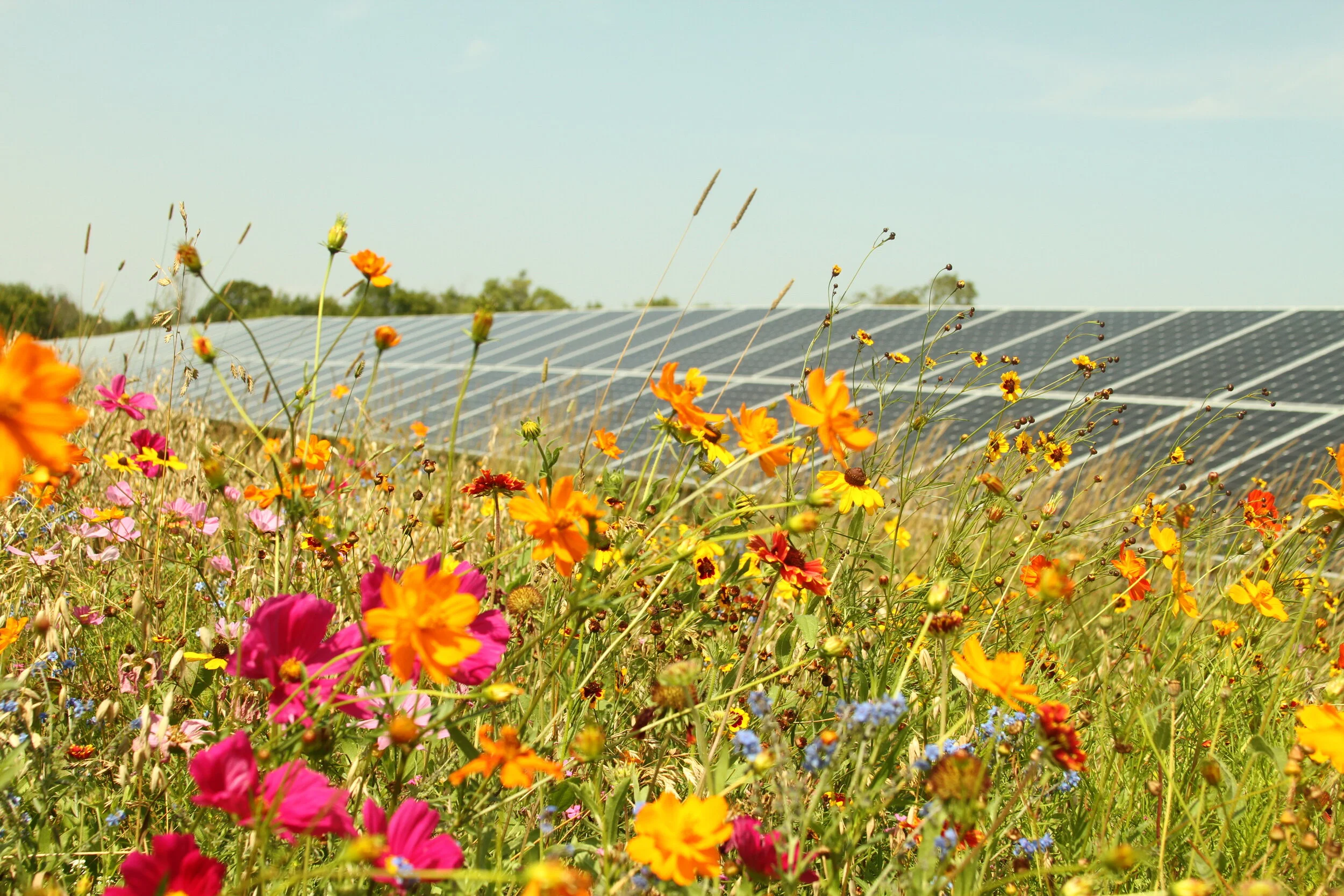ENGIE US’s creation of pollinator-friendly solar energy 