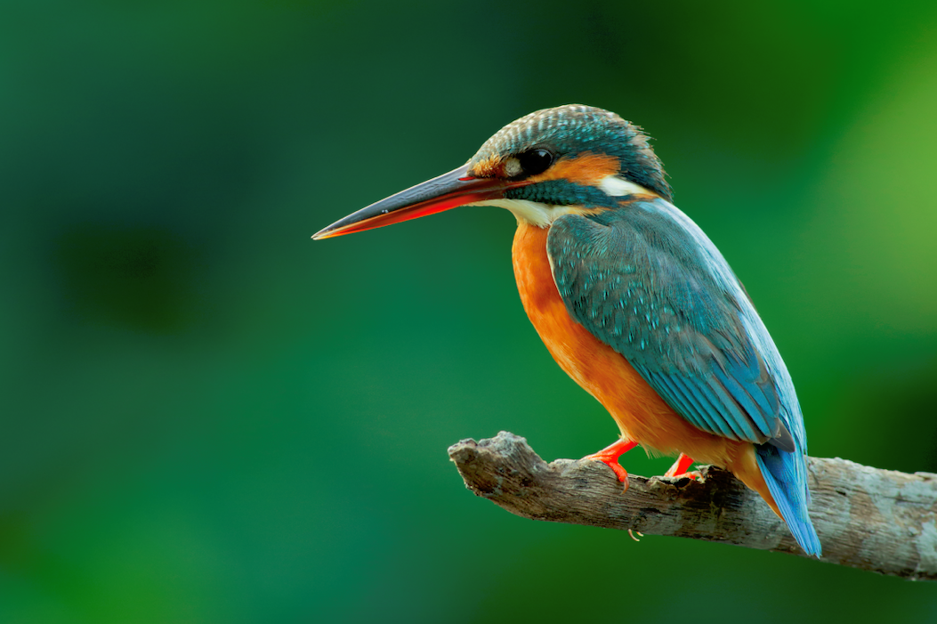 Microsoft is building a Planetary Computer to help protect, better understand, and manage biodiversity