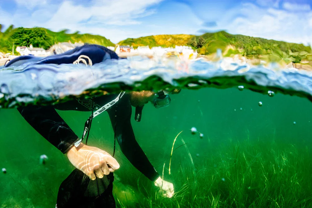 Sky Group pushes for restoration of disappearing seagrass