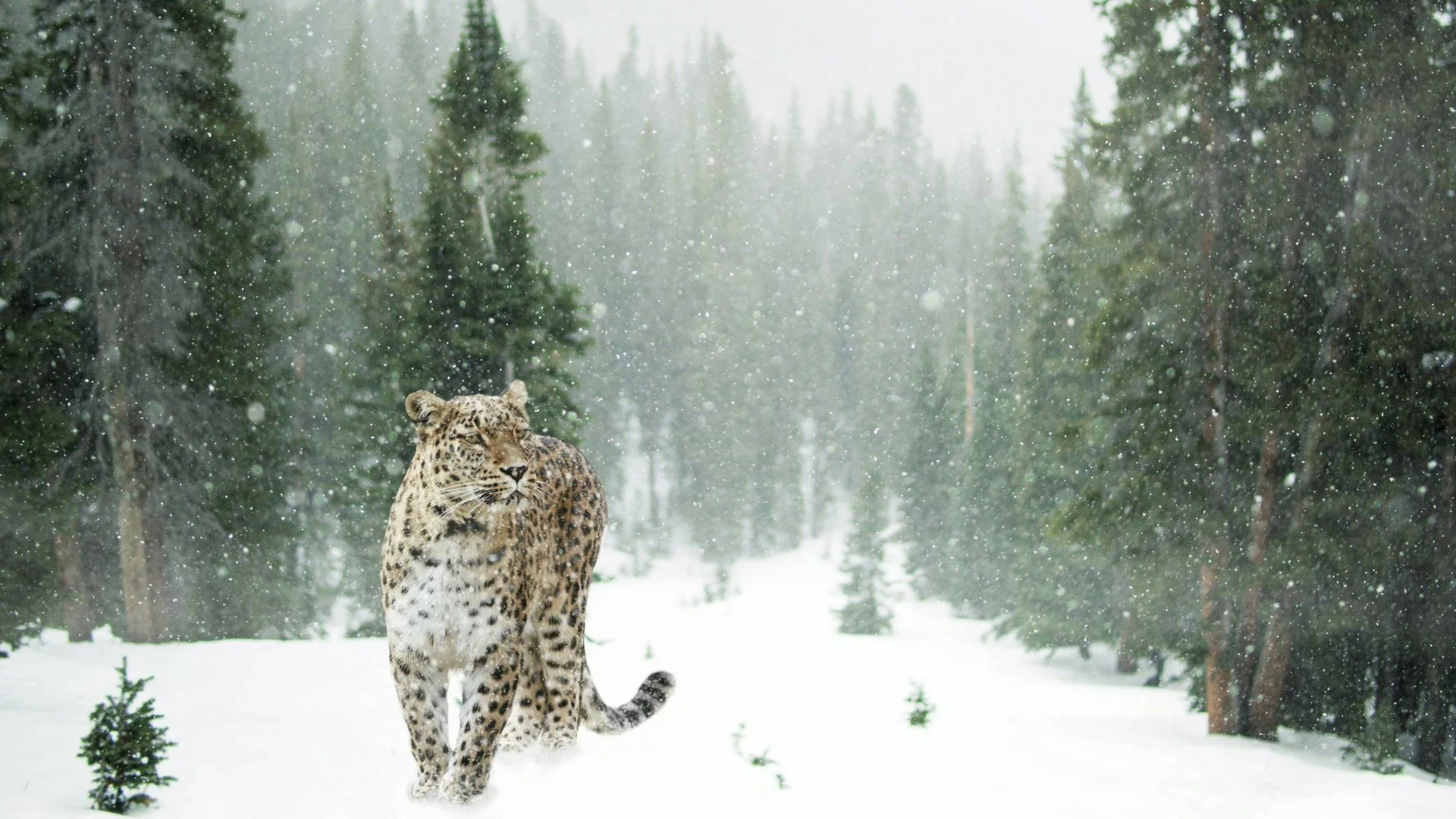 Taking Action on Nature: Practical Insights from Asian Businesses