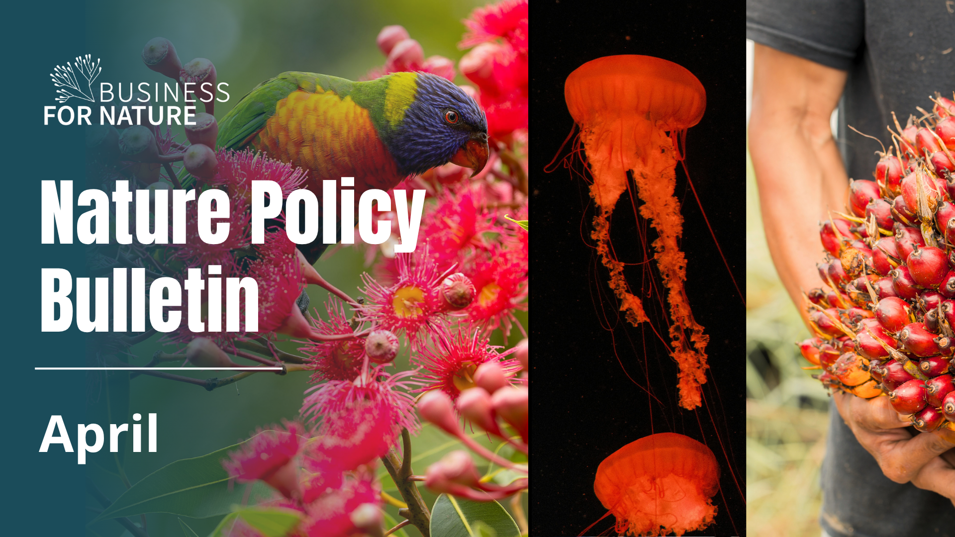 Nature Policy Bulletin - April 2026