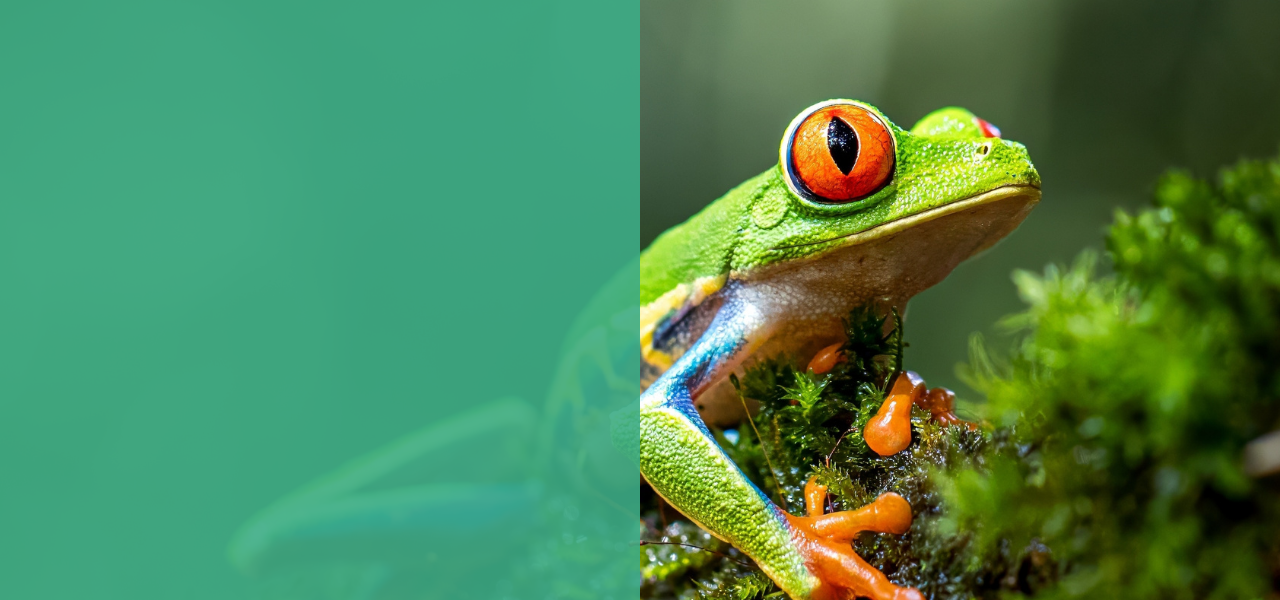 National project page banner 2 Ecuador.png