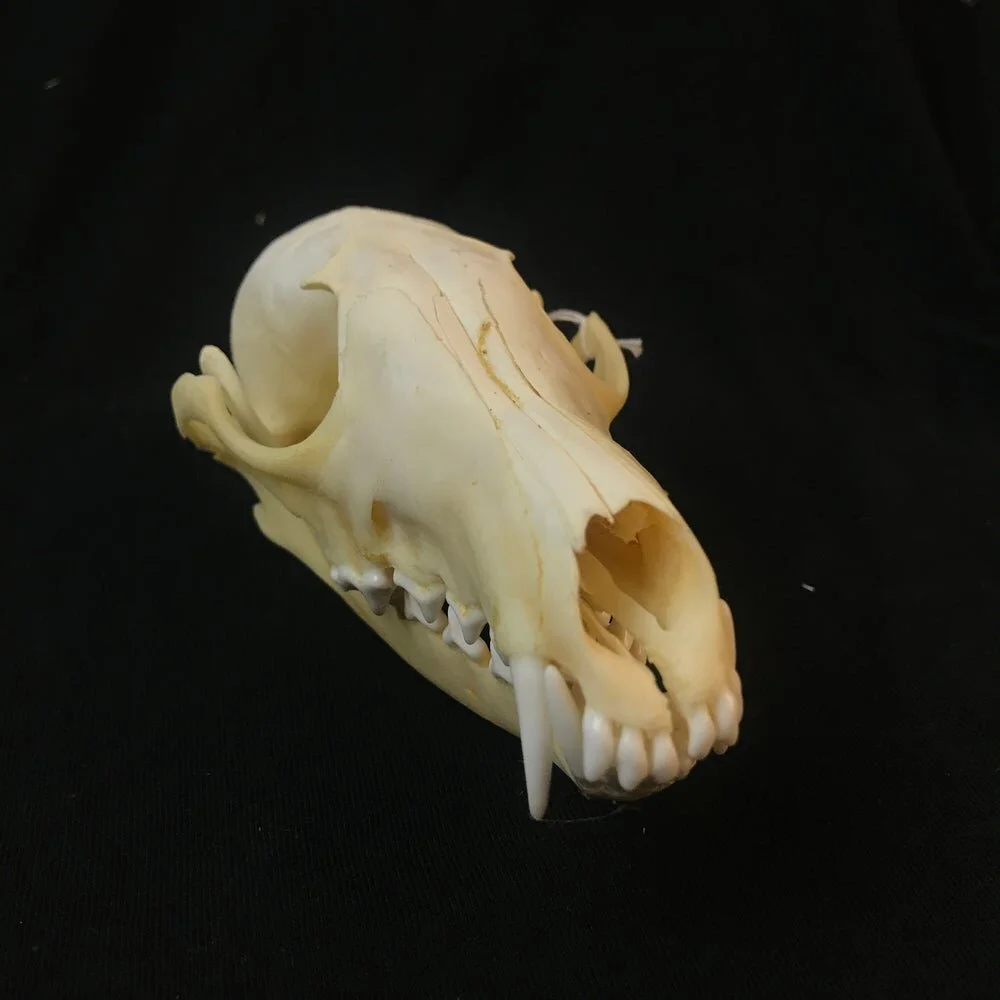 Red Fox Skull The Strange Unusual