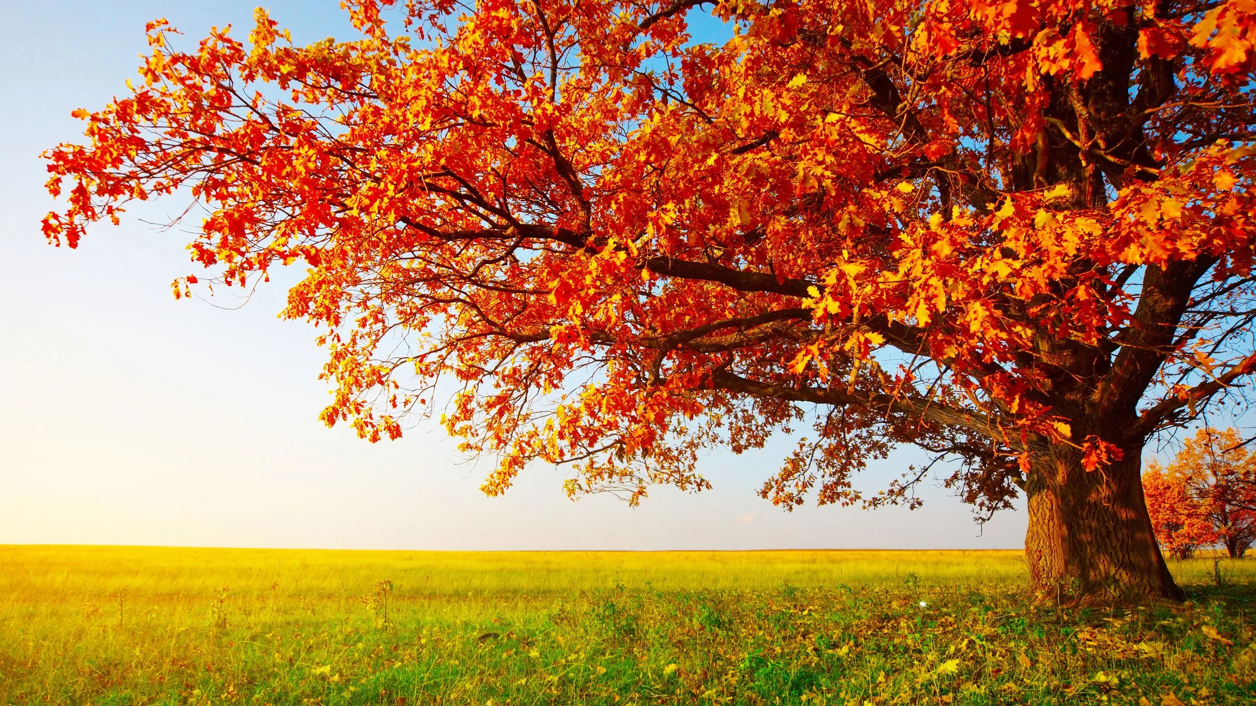 autumn-5120x2880-tree-leaves-field-grass-8k-16081.jpg