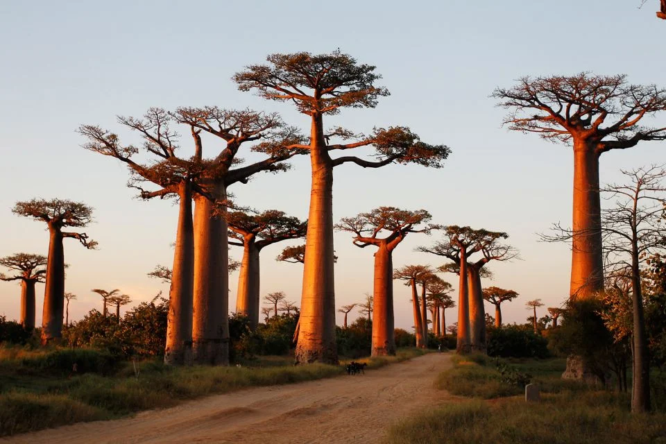 baobabs.jpeg